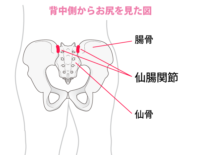 仙腸関節の図解